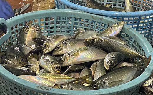 繧√@繧螟ァ逎ッ貂ッ 縺企」滉コ句虻 5,000蜀蛻縲 逾槫・亥キ晉恁 螟ァ逎ッ逕コ 縺企」滉コ句虻 鬟滉コ句虻 縲