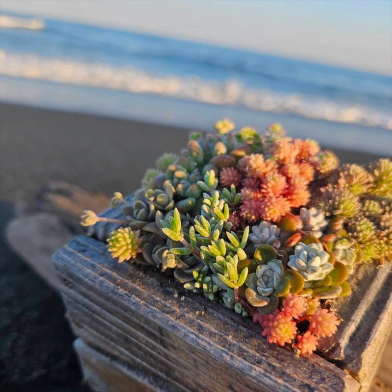 セダム（多肉植物） 寄せ植えキッド：1個 【 神奈川県 大磯町 】