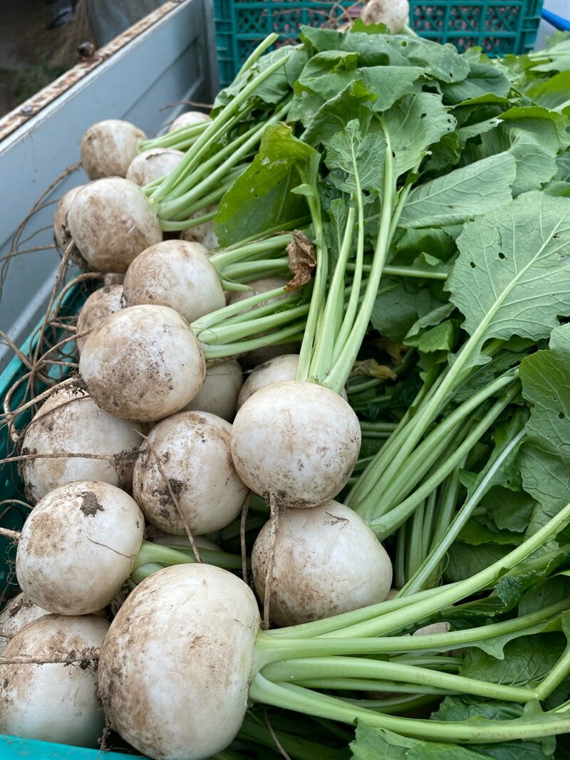 【冷蔵便】季節のこだわり野菜セット 野菜詰め合わせ（春野菜 夏野菜 ハーブ など）【 神奈川県 大磯町 野菜セット 詰め合わせ 季節 旬 】