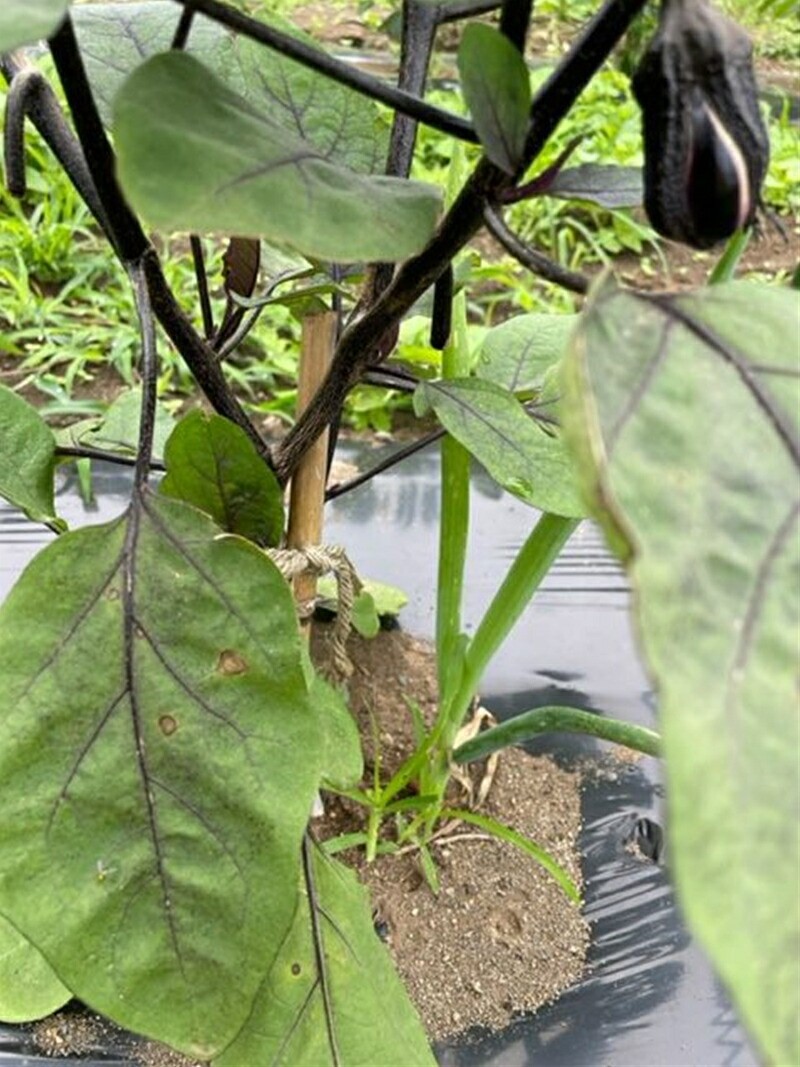 【冷蔵便】季節のこだわり野菜セット 野菜詰め合わせ（春野菜 夏野菜 ハーブ など）【 神奈川県 大磯町 野菜セット 詰め合わせ 季節 旬 】