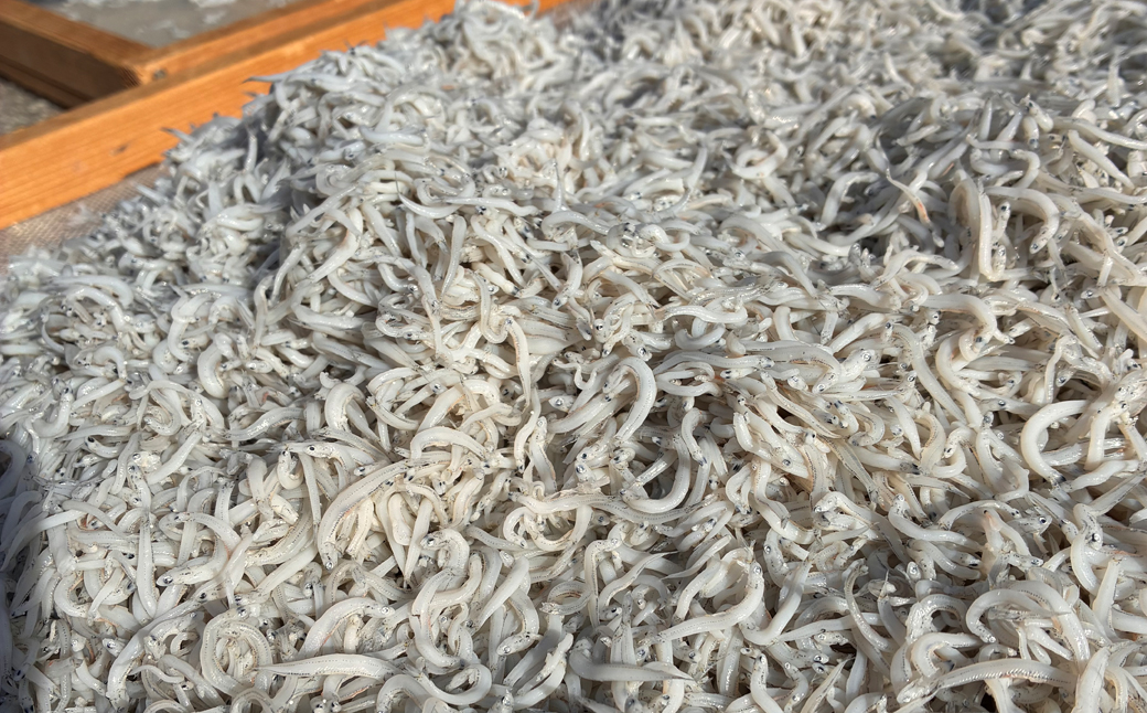 湘南大磯しらす網元 松道丸・釜揚げしらす 2パック 400g （200g×2）【 しらす 魚介類 海鮮 惣菜 おかず ギフト 簡単調理 冷凍配送 送料無料 大磯グルメ 神奈川県 大磯町】