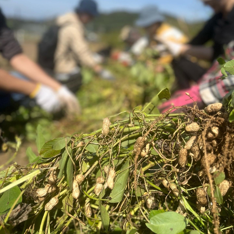 旬の野菜セット（1回）【 神奈川県 大磯町 季節野菜セット 新鮮野菜】