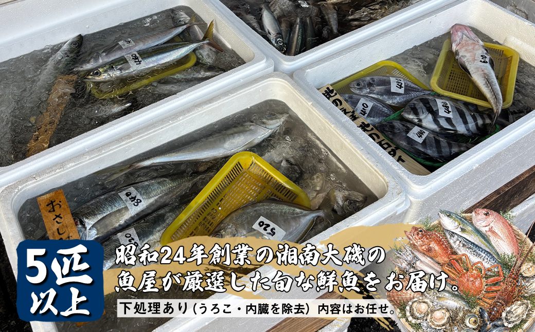 【下処理あり（うろこ・内臓を除去）】昭和24年創業の湘南大磯の魚屋が厳選した旬な鮮魚をお届け。5匹以上。内容はお任せ【 魚 神奈川県 大磯 湘南 特産品 贈答品 地魚 お歳暮・お中元 大磯グルメ 】