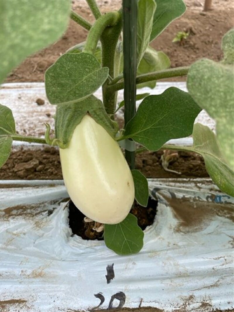 【冷蔵便】季節のこだわり野菜セット 野菜詰め合わせ（春野菜 夏野菜 ハーブ など）【 神奈川県 大磯町 野菜セット 詰め合わせ 季節 旬 】