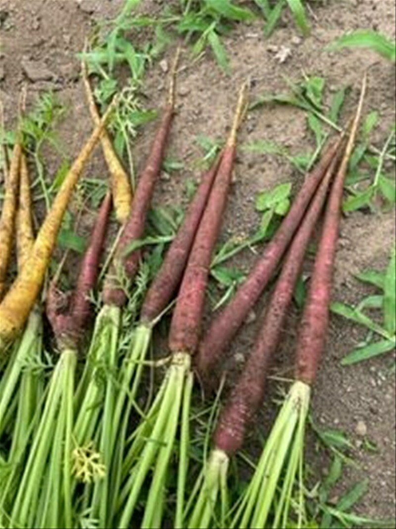 【冷蔵便】季節のこだわり野菜セット 野菜詰め合わせ（春野菜 夏野菜 ハーブ など）【 神奈川県 大磯町 野菜セット 詰め合わせ 季節 旬 】
