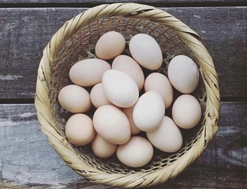（10個入り）湘南で育った平飼い、烏骨鶏の卵。大磯まるしん農園【 たまご 神奈川県 大磯町 】