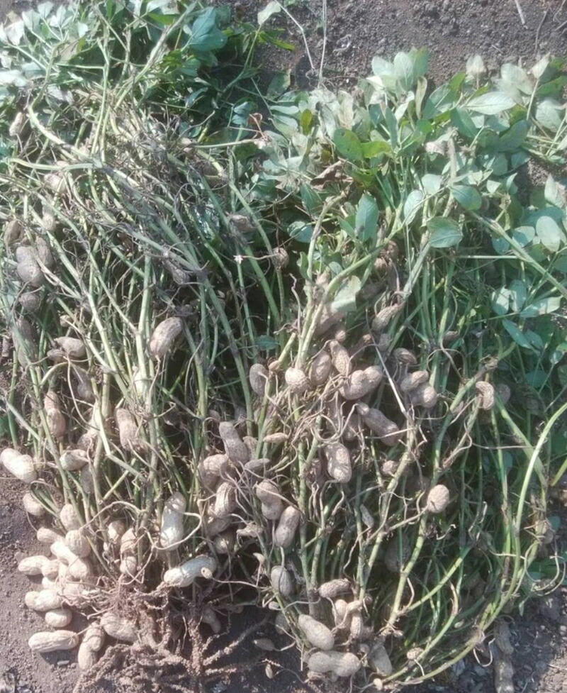 湘南大磯の太陽を浴びて育った大磯落花生　「おおまさり」 たっぷり600g（300g入り2袋）【おつまみ　大容量】【 神奈川県 大磯町 大粒の落花生 天日干し ポリフェノー 薄皮付き ピーナッツ 贈り物 父の日】
