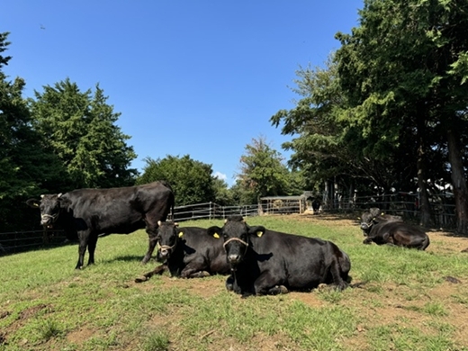 ç§å ŽçŽè²©ã磯姫çå®æäŸ¿ãçŒãããã¶400ïœå¹ŽïŒåããåºè·ææïŒ1åç® 2026幎4æé 次åºè·ã2åç® 2026幎10æé 次åºè·ãã ç¥å¥å·ç å€§ç£¯çº ã