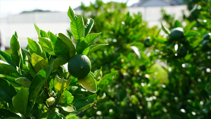 S Bottle　湘南オールインワンスキンケアローション＜オールインワン美容液＞【 神奈川県 大磯町 】