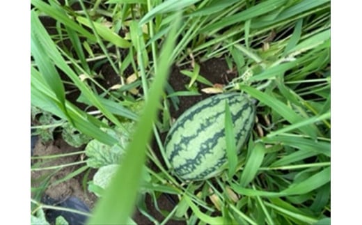 【冷蔵便】季節のこだわり野菜セット 野菜詰め合わせ（春野菜 夏野菜 ハーブ など）