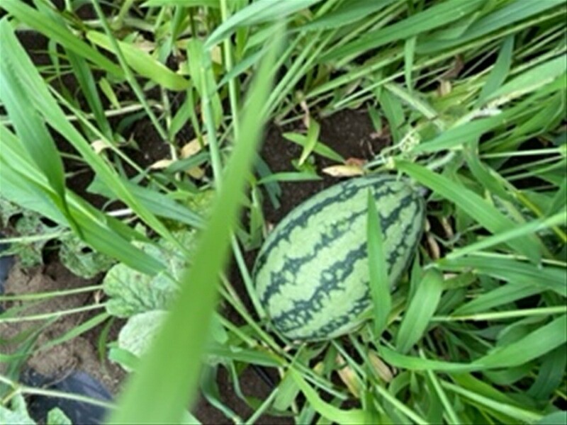 【冷蔵便】季節のこだわり野菜セット 野菜詰め合わせ（春野菜 夏野菜 ハーブ など）【 神奈川県 大磯町 野菜セット 詰め合わせ 季節 旬 】