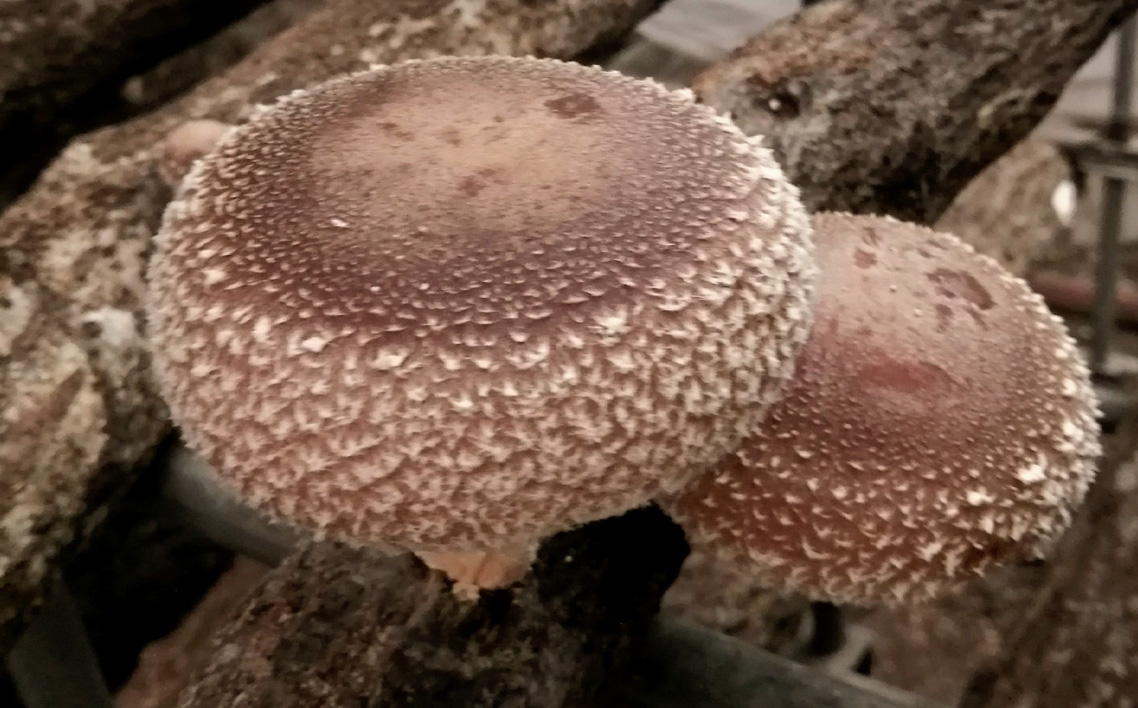 原木生しいたけ No.081