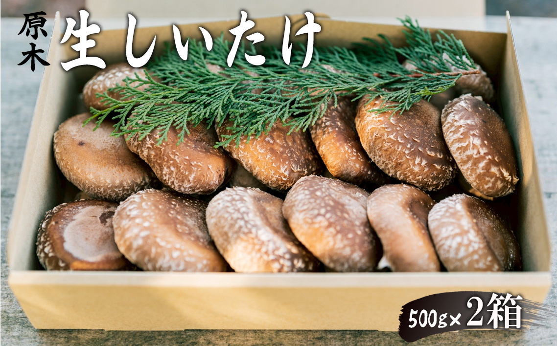 原木生しいたけ No.081