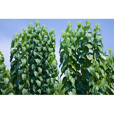 【愛川ブランド】杜仲茶「碧山」【1004332】