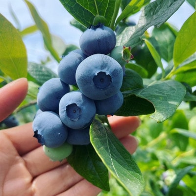 ごきげんブルーベリージャム3個セット【1707396】