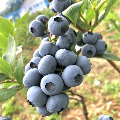 å·åãã«ãŒããªãŒ 1kgãé
éäžå¯å°åïŒé¢å³¶ãã1707397ã