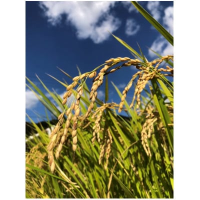 什å7幎ç£ãçããã®ãç±³ãã¯ãã¿ã10kg(5kgÃ2è¢)ã1350013ã