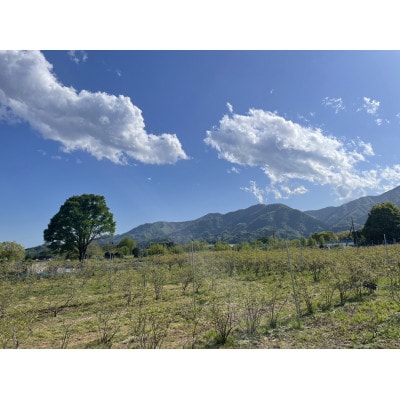 ãã«ãŒããªãŒ 1kgãé
éäžå¯å°åïŒé¢å³¶ãã1707398ã