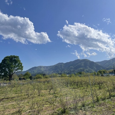 ごきげんブルーベリージャム3個セット【1707396】