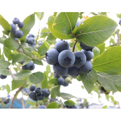 ãããããã«ãŒããªãŒãã¡ãŒã ã®é£ã¹æŸé¡ãã±ãã(äžåŠç以äž2æ)ã1707689ã