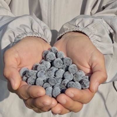 冷凍ブルーベリー 1kg【配送不可地域：離島】【1707397】