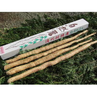 清川村特産　きよかわ自然薯2000(約2kg)本数おまかせ【1326825】