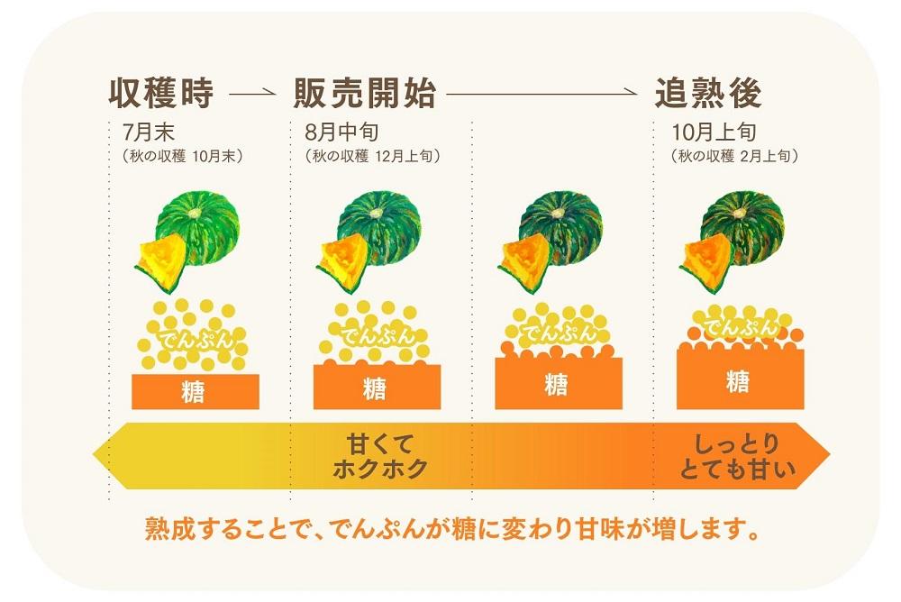 特別なかぼちゃ ikkaプレミアム【12月-2月発送】｜新潟　新潟県　カボチャ　かぼちゃ　南瓜