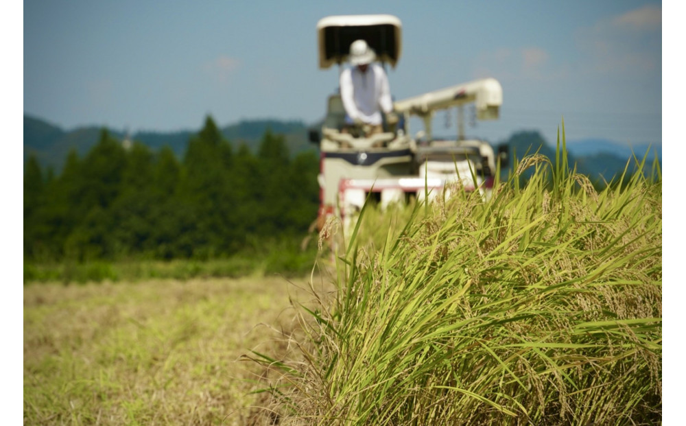 《 令和7年産  》 定期便 5kg × 6ヶ月 魚沼産コシヒカリ 一等米