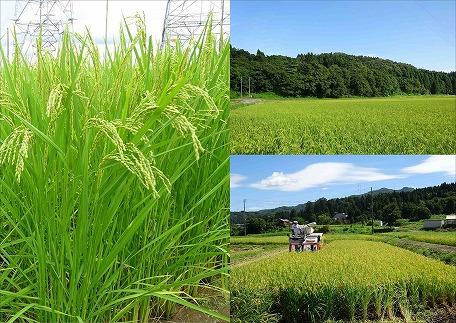 【産地厳選】新潟県産こしいぶき　5kg×2袋