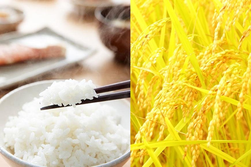 特別栽培米 新潟産コシヒカリ 10kg  令和7年産 精米 白米