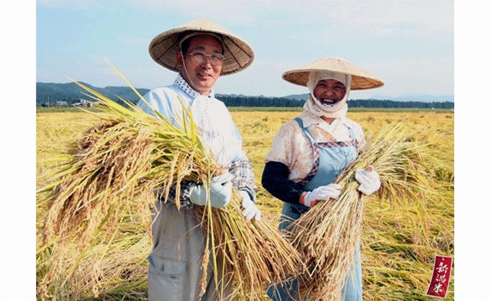 【定期便全6回】新潟県産新之助5kg