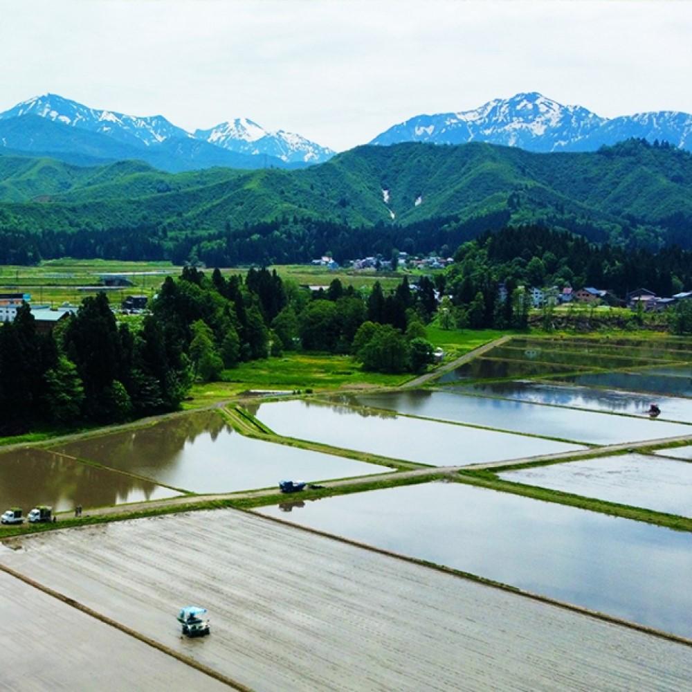 ≪ 令和6年産 新米 ≫ 最高金賞受賞 南魚沼産コシヒカリ 雪と技 5kg　農薬8割減・化学肥料不使用栽培