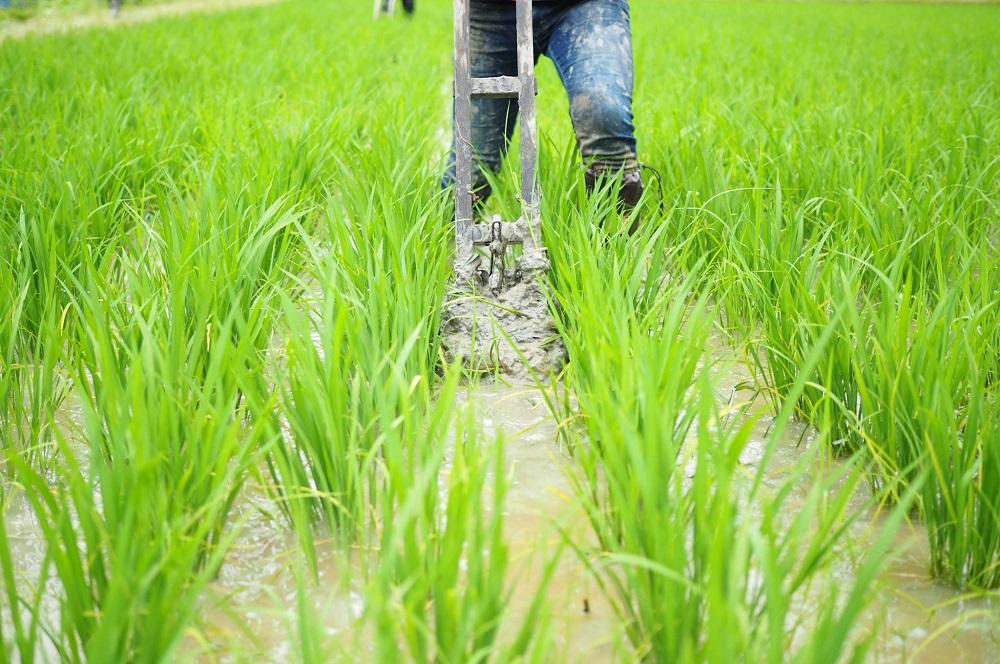 【白米】R5年産 コシヒカリ5kg 一等米100% / 雪国棚田米 ~農薬・化学肥料不使用~