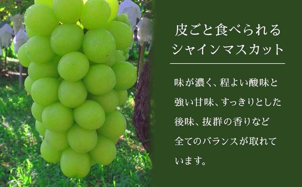 新潟県産シャインマスカット【２～３房】（２～３房合計１ｋｇ以上）