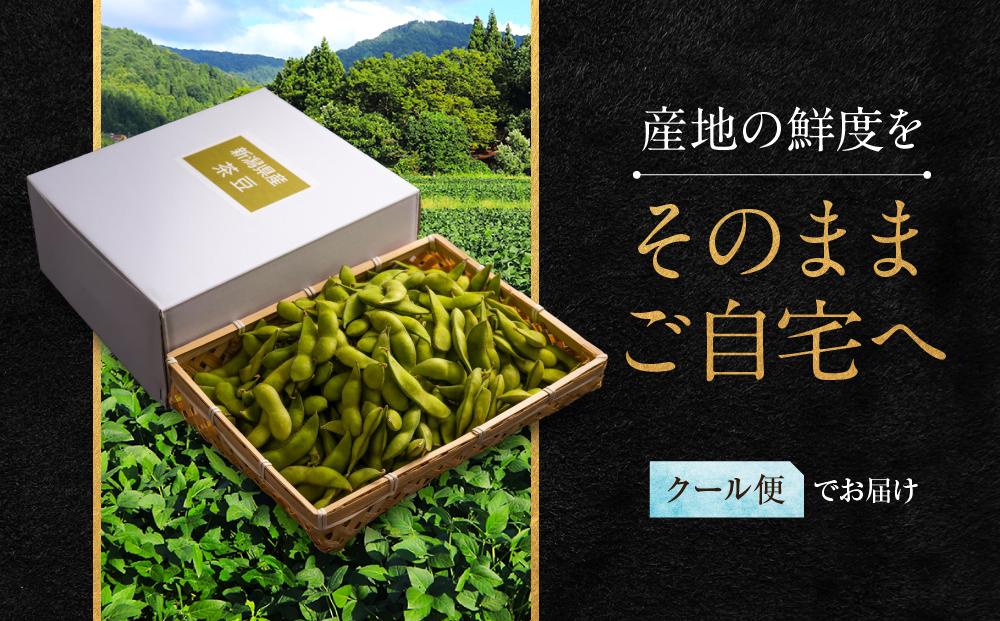 先行予約【新潟県産】くろさき茶豆　【１.５ｋｇ】　2026年8月～順次発送　新潟　新潟県　枝豆　えだまめ　茶豆　おつまみ　お取り寄せ　グルメ　1.5kg　豆