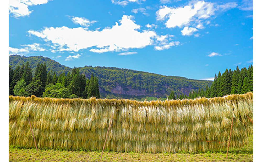 縲仙ョ壽悄萓ソ 12繝カ譛医代蝉サ、蜥7蟷エ逕」縲鷹ュ壽イシ逕」繧ウ繧キ繝偵き繝ェ 髮ェ讀ソ 5kg(5kgテ1陲) テ 12蝗 迚ケ蛻・譬ス蝓ケ邀ウ