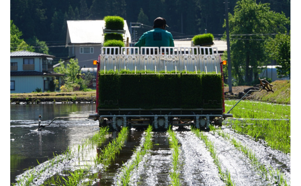 《 令和7年産  》 定期便 5kg × 6ヶ月 魚沼産コシヒカリ 一等米