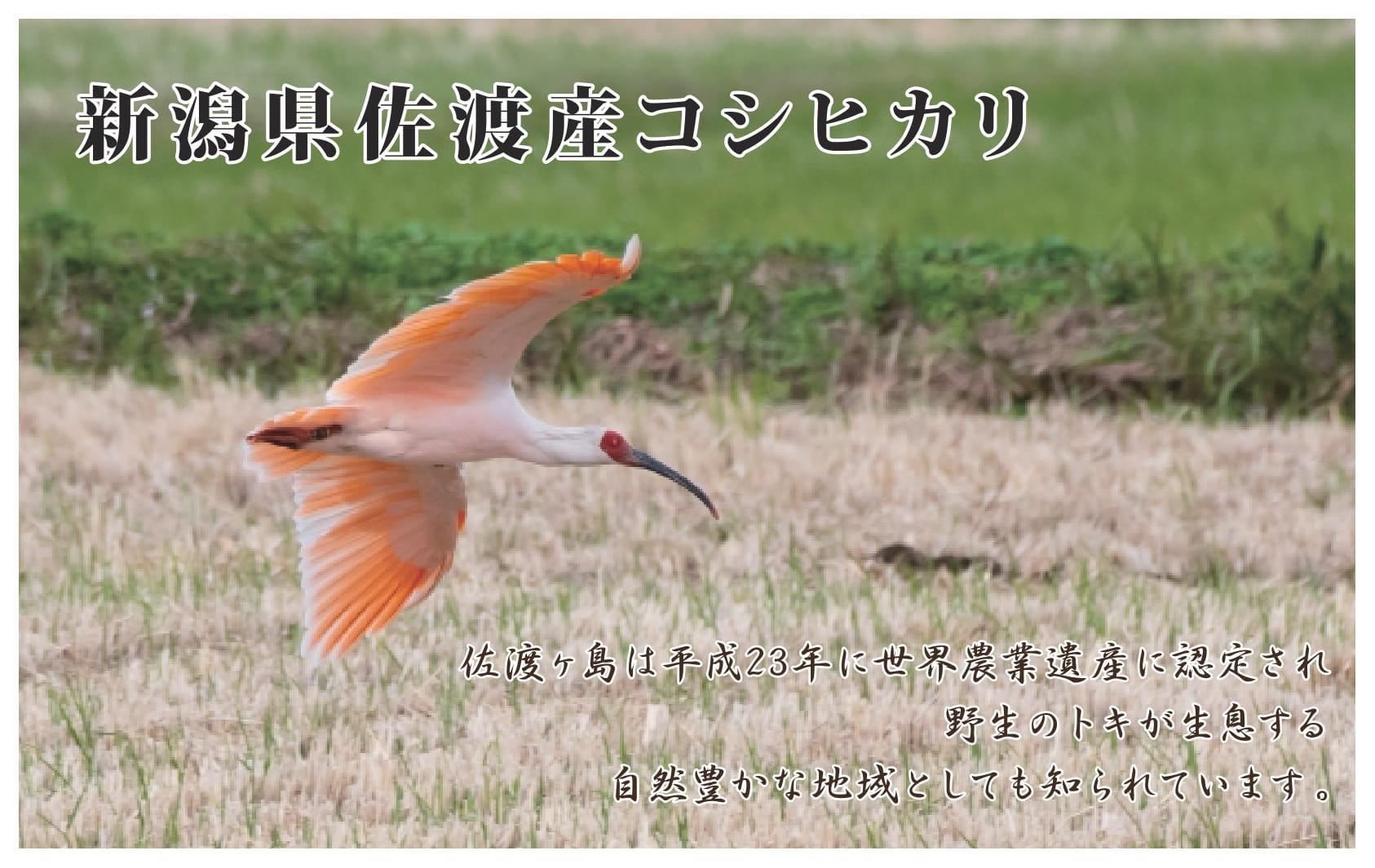 10kg無洗米【毎月定期便 3ヵ月】《食味鑑定士厳選》新潟県佐渡産コシヒカリ