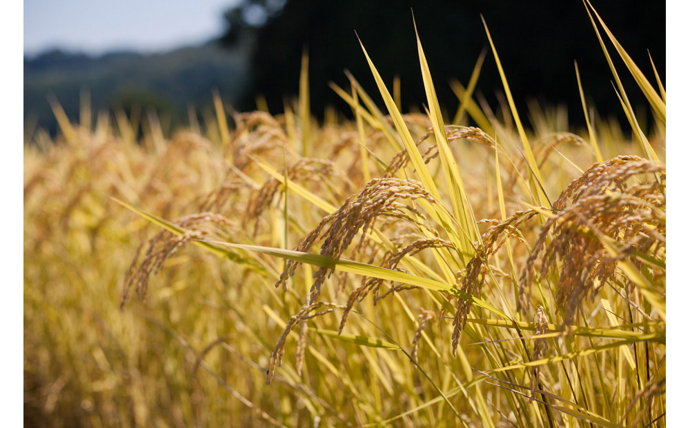《 令和7年産  》 定期便 5kg × 12ヶ月 魚沼産コシヒカリ 一等米