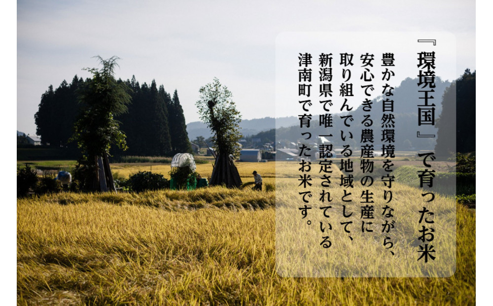 《 令和7年産  》 定期便 5kg × 12ヶ月 魚沼産コシヒカリ 一等米