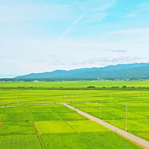 【定期便全6回】新潟県産新之助5kg