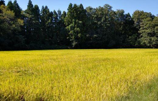 【毎月定期便】令和７年産「五つ星お米マイスター」厳選　天日干し魚沼産コシヒカリ　精米５kg×６回