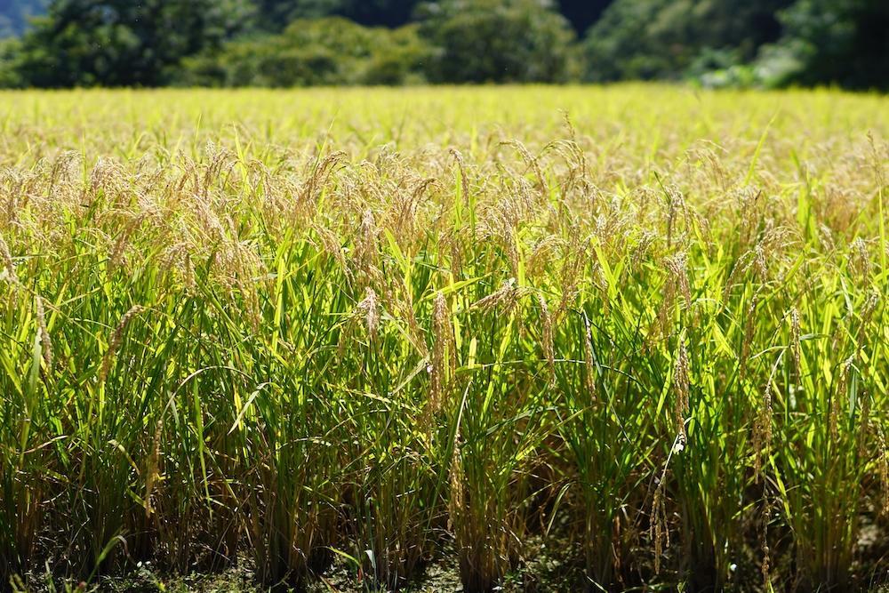 【白米】R5年産 コシヒカリ5kg 一等米100% / 雪国棚田米 ~農薬・化学肥料不使用~