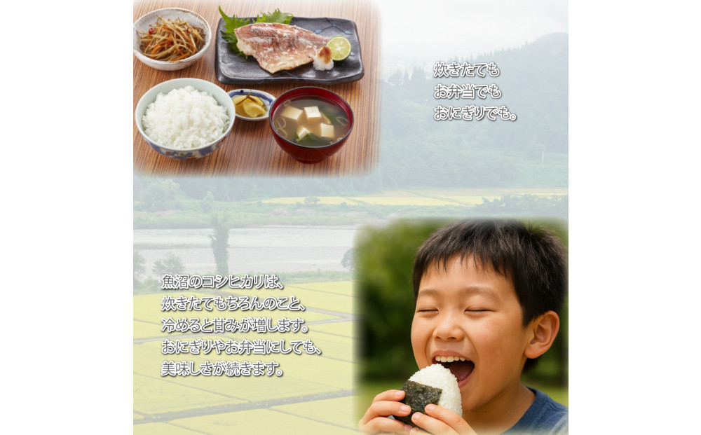 莉、蜥7蟷エ逕」 譁ー貎溽恁 鬲壽イシ逕」 辟。豢礼アウ 繧ウ繧キ繝偵き繝ェ4kg(2kgx2) 邊セ邀ウ 荳遲臥アウ 螟ゥ邉ァ