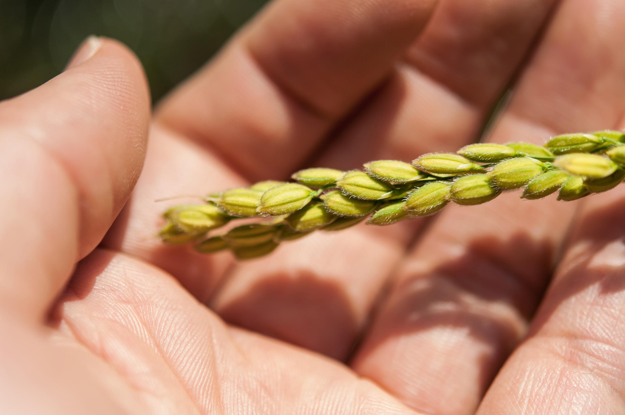 【令和7年産 】新潟県産こしひかり「秋の日」（無洗米10kg）【5kg×2袋】新潟県の美味しいお米。