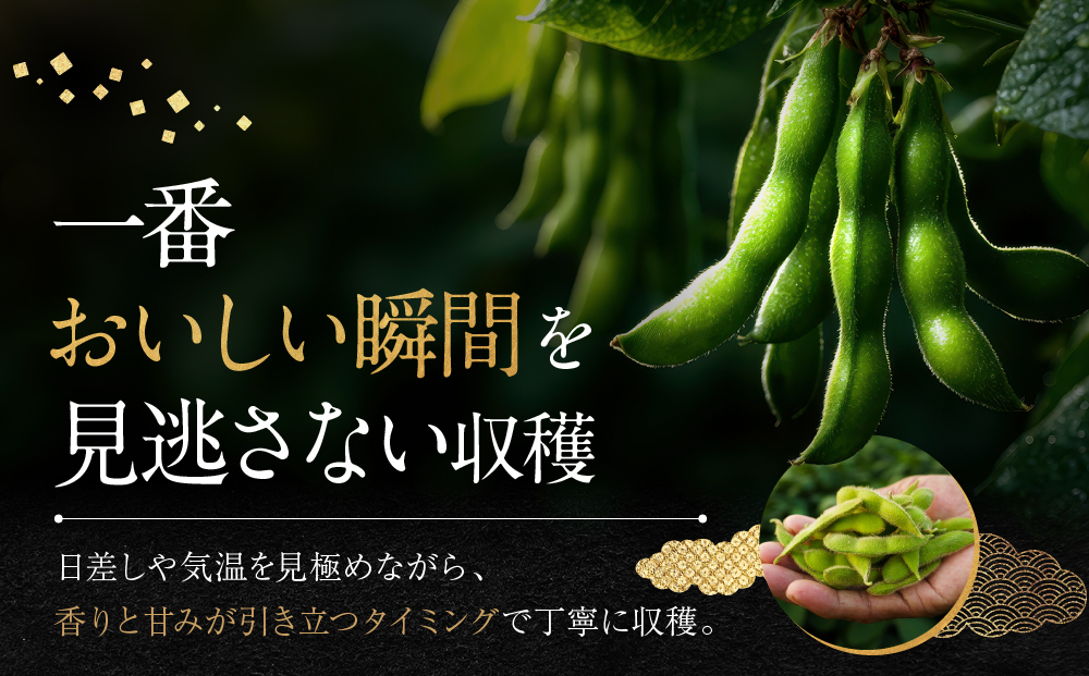 先行予約【新潟県産】くろさき茶豆　【１.５ｋｇ】　2026年8月～順次発送　新潟　新潟県　枝豆　えだまめ　茶豆　おつまみ　お取り寄せ　グルメ　1.5kg　豆