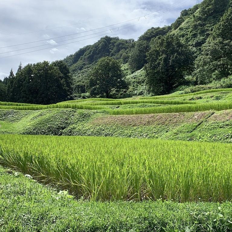 南魚沼塩沢コシヒカリ【西山の天水田米】精米5kg