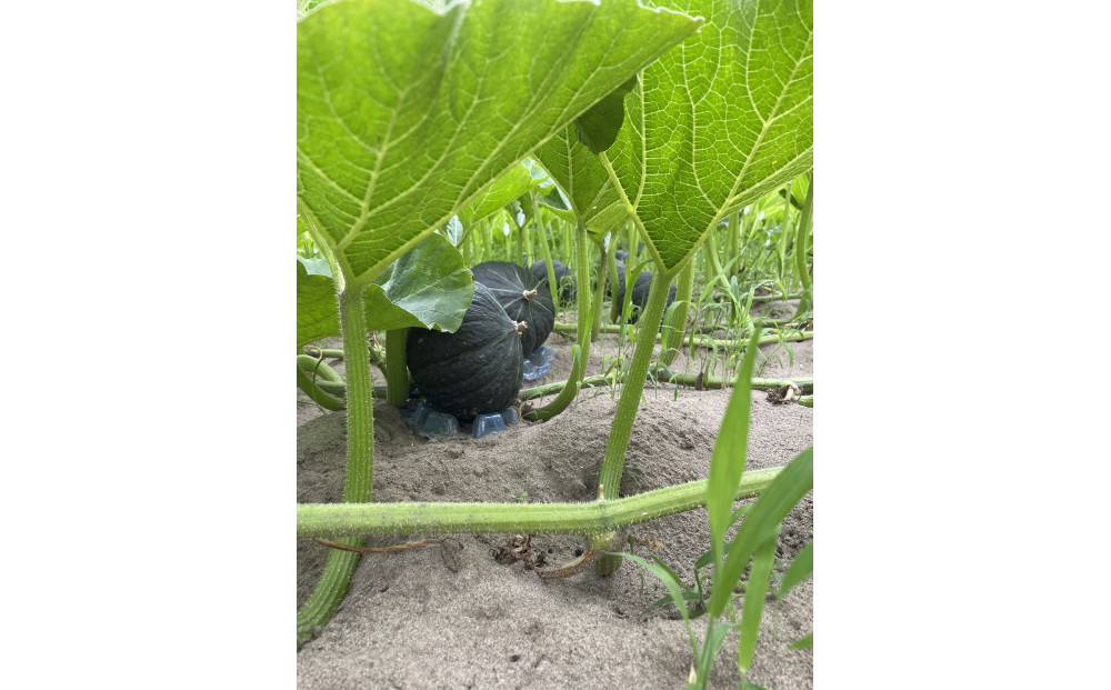 ç¹å¥ãªããŒã¡ã ikkaãã¬ãã¢ã ããŒã¹ãå·å