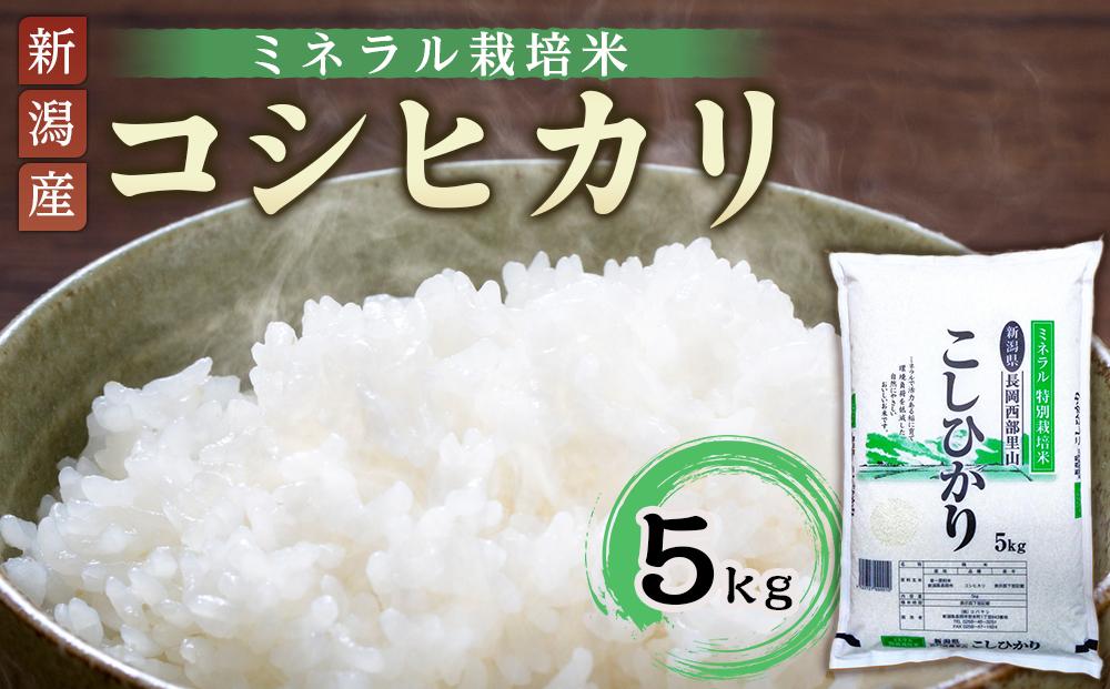 迚ケ蛻・譬ス蝓ケ邀ウ繧ウ繧キ繝偵き繝ェシ医Α繝阪Λ繝ォ譬ス蝓ケシ5kg