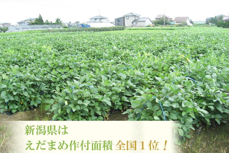 【先行予約】くろさき茶豆1.2kg  2025年8月発送 〈ＧＩ登録産品〉